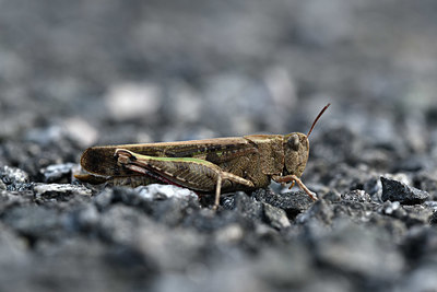 BUITEN BEELD Foto: 343935