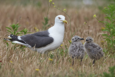 BUITEN BEELD Foto: 344041