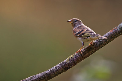 BUITEN BEELD Foto: 344051