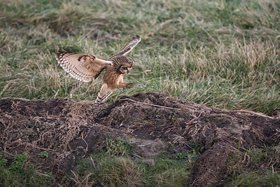 BUITEN BEELD Foto: 344062