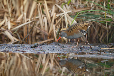 BUITEN BEELD Foto: 344077