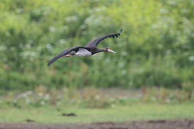 BUITEN BEELD Foto: 344081