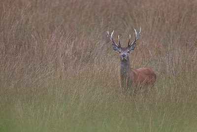 BUITEN BEELD Foto: 344090