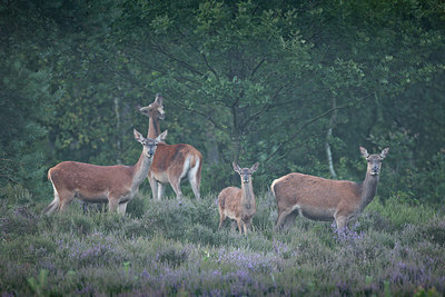 BUITEN BEELD Foto: 344091