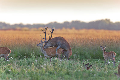 BUITEN BEELD Foto: 344093