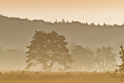 BUITEN BEELD Foto: 344094