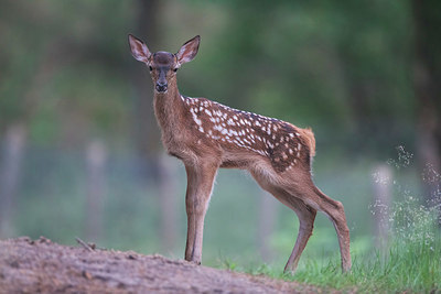 BUITEN BEELD Foto: 344095