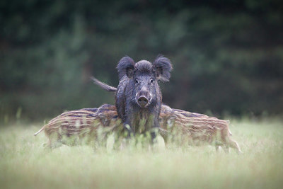 BUITEN BEELD Foto: 344100
