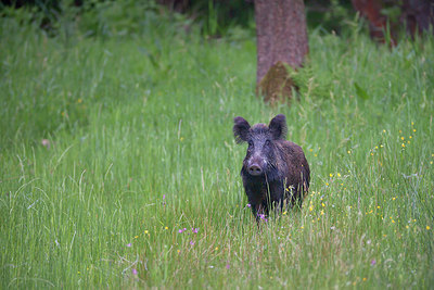 BUITEN BEELD Foto: 344101