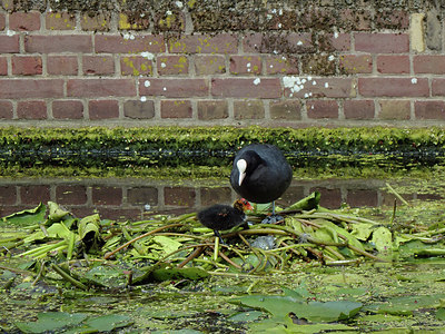 BUITEN BEELD Foto: 344103