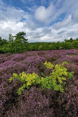 BUITEN BEELD Foto: 344104