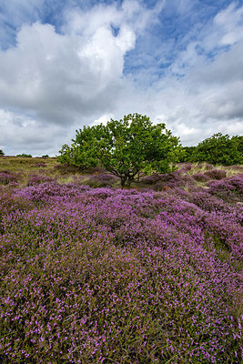 BUITEN BEELD Foto: 344110