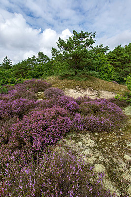 BUITEN BEELD Foto: 344113