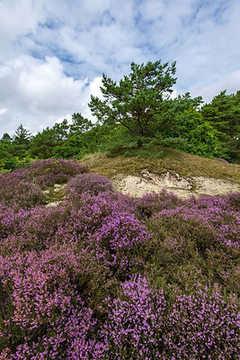 BUITEN BEELD Foto: 344114