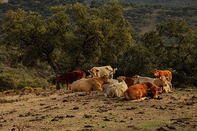 BUITEN BEELD Foto: 344234