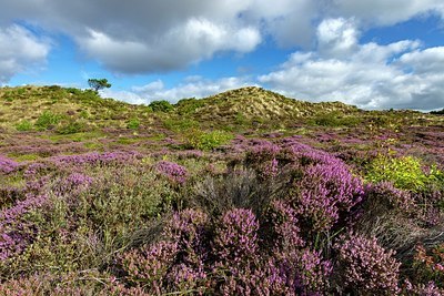 BUITEN BEELD Foto: 344239