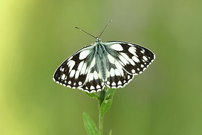 BUITEN BEELD Foto: 344248