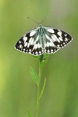 BUITEN BEELD Foto: 344249