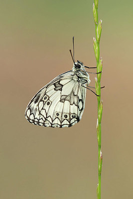 BUITEN BEELD Foto: 344252
