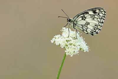 BUITEN BEELD Foto: 344253