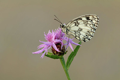 BUITEN BEELD Foto: 344254