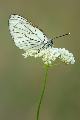 BUITEN BEELD Foto: 344273