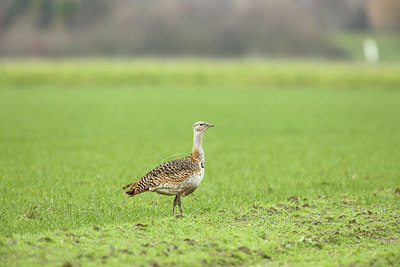 BUITEN BEELD Foto: 344276