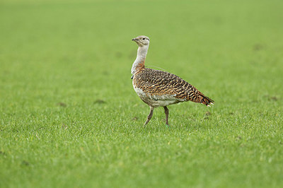 BUITEN BEELD Foto: 344283