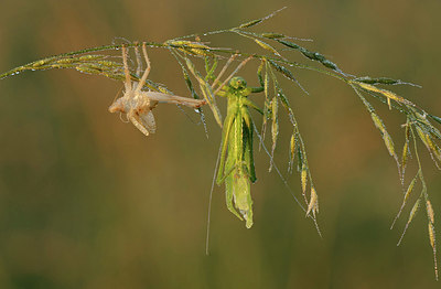 BUITEN BEELD Foto: 344285