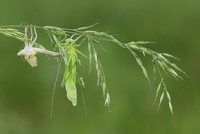BUITEN BEELD Foto: 344286