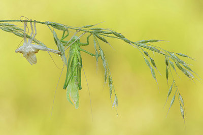 BUITEN BEELD Foto: 344287