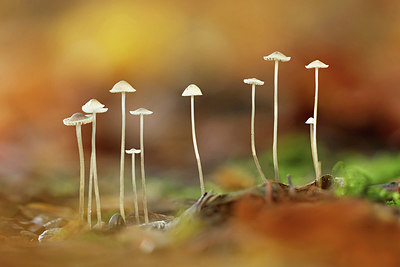 BUITEN BEELD Foto: 344299