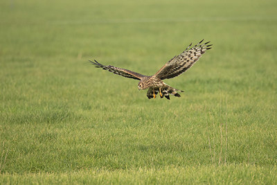 BUITEN BEELD Foto: 344311