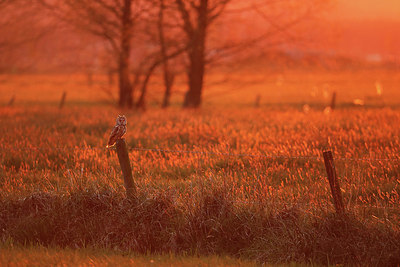 BUITEN BEELD Foto: 344325