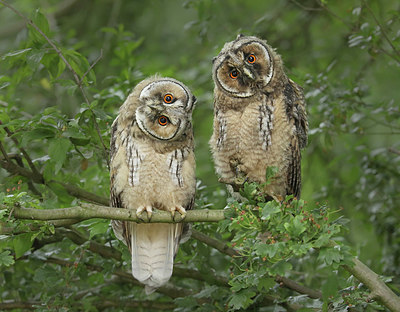 BUITEN BEELD Foto: 344329