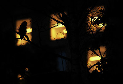 BUITEN BEELD Foto: 344347