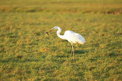 BUITEN BEELD Foto: 344349