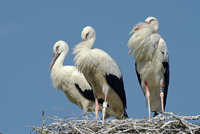 BUITEN BEELD Foto: 344361