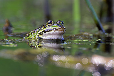 BUITEN BEELD Foto: 344363