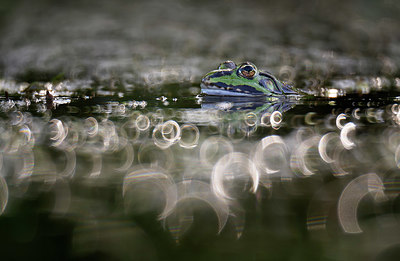 BUITEN BEELD Foto: 344365