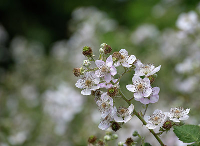 BUITEN BEELD Foto: 344367