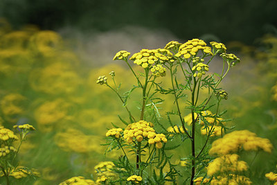 BUITEN BEELD Foto: 344380