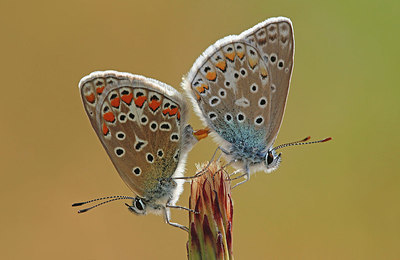 BUITEN BEELD Foto: 344441
