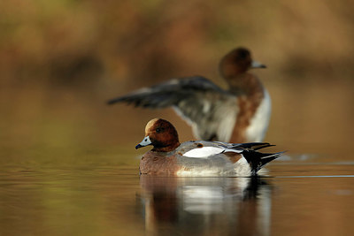 BUITEN BEELD Foto: 344486