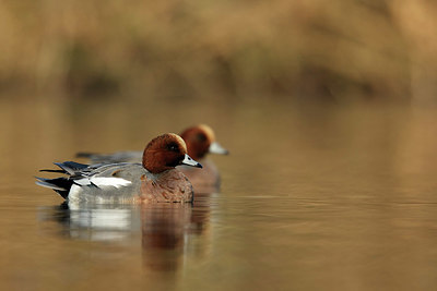 BUITEN BEELD Foto: 344487