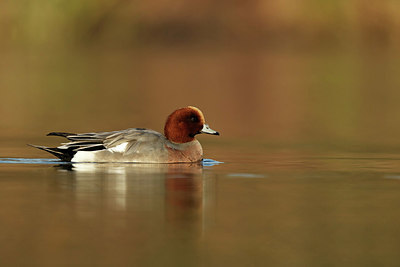 BUITEN BEELD Foto: 344488