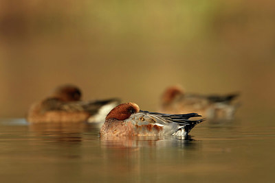 BUITEN BEELD Foto: 344490