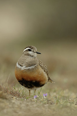 BUITEN BEELD Foto: 344493