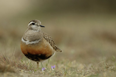BUITEN BEELD Foto: 344494