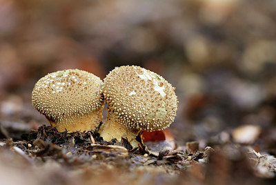 BUITEN BEELD Foto: 344501